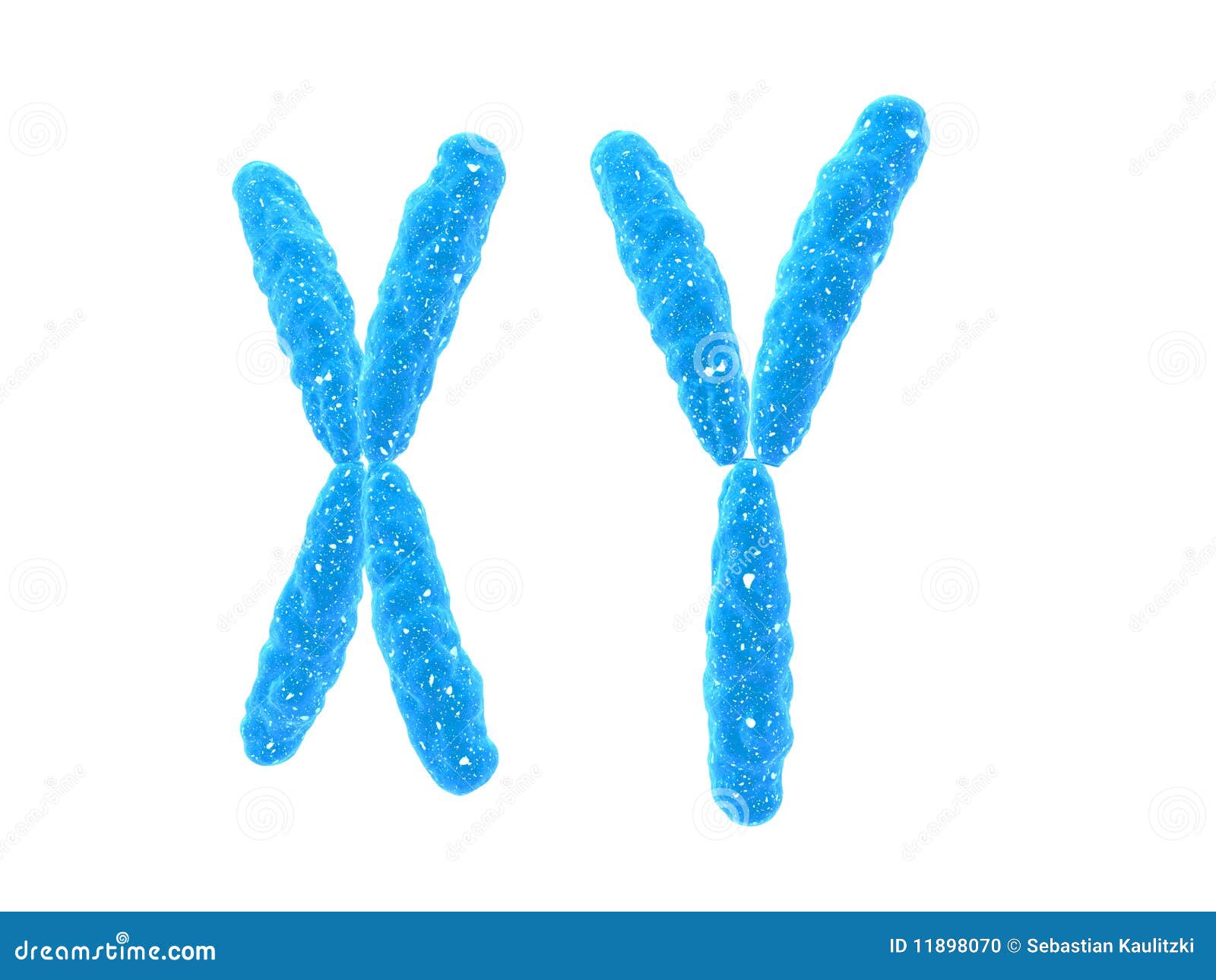 Xy Chromosome Stock Illustration Illustration Of Female