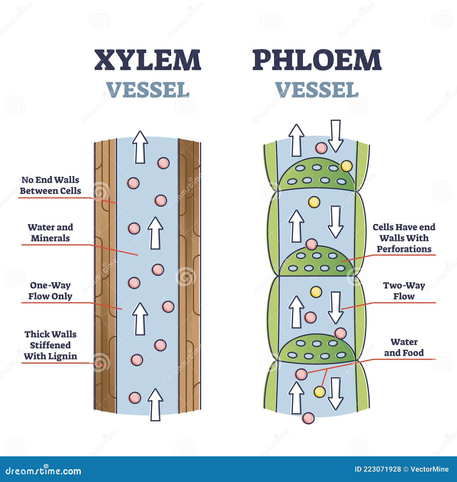 xylem and phloem water and minerals transportation system outline diagram