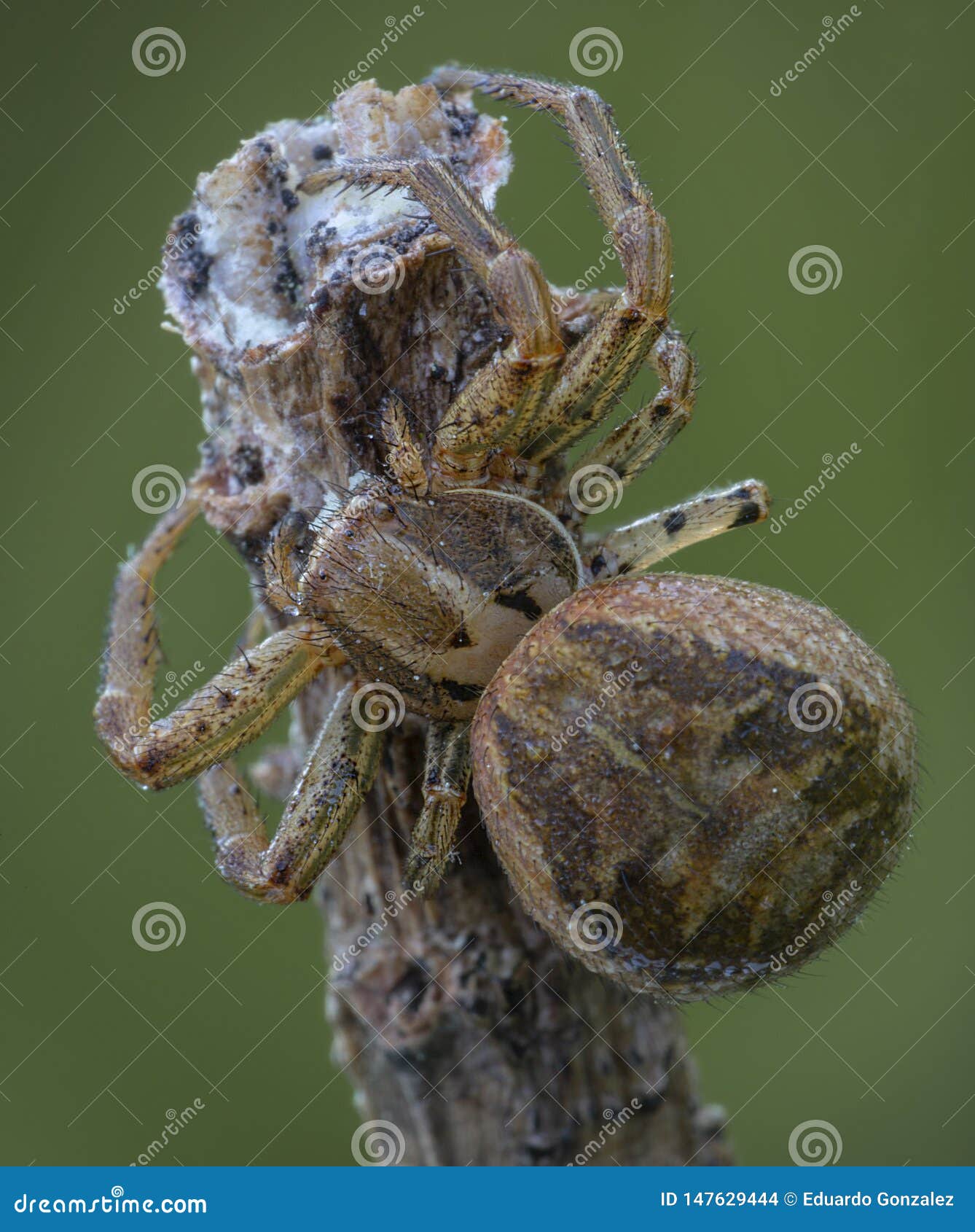 xysticus spider hunter eating small died honeybee