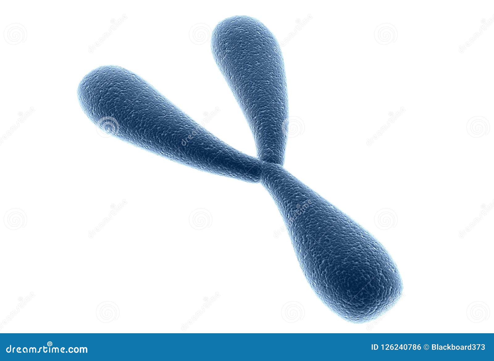 X And Y Chromosomes With Dna On A White Background Cartoon Vector