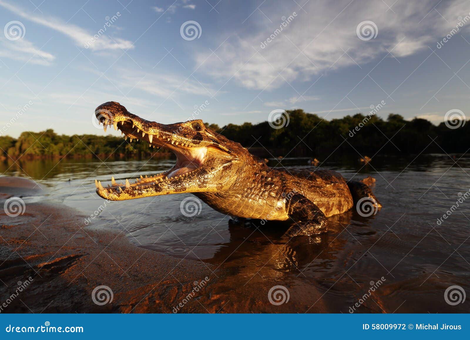 Yacare在水池的凯门鳄头特写镜头 库存图片. 图片 包括有 爬行动物, 敌意, 亚马逊, 野生生物, 题头 - 79636071