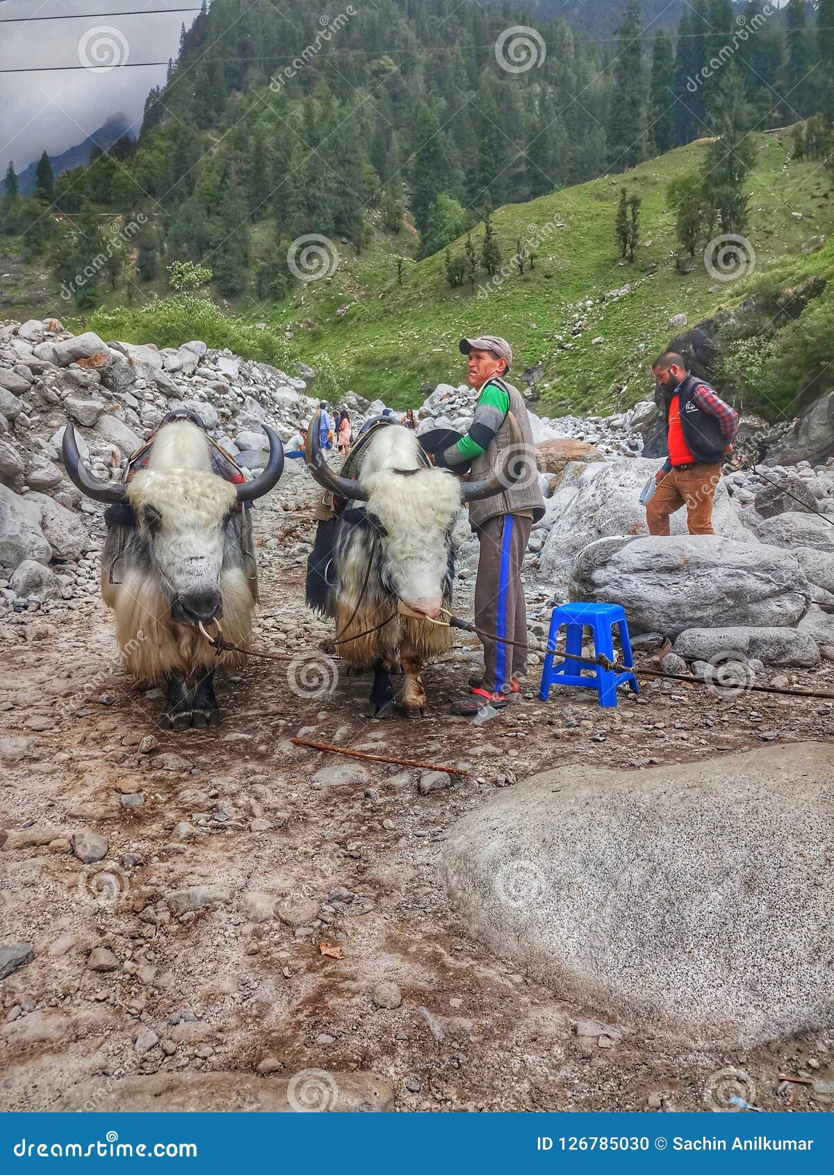 Yak εκδοτική εικόνα. εικόνα από - 126785030
