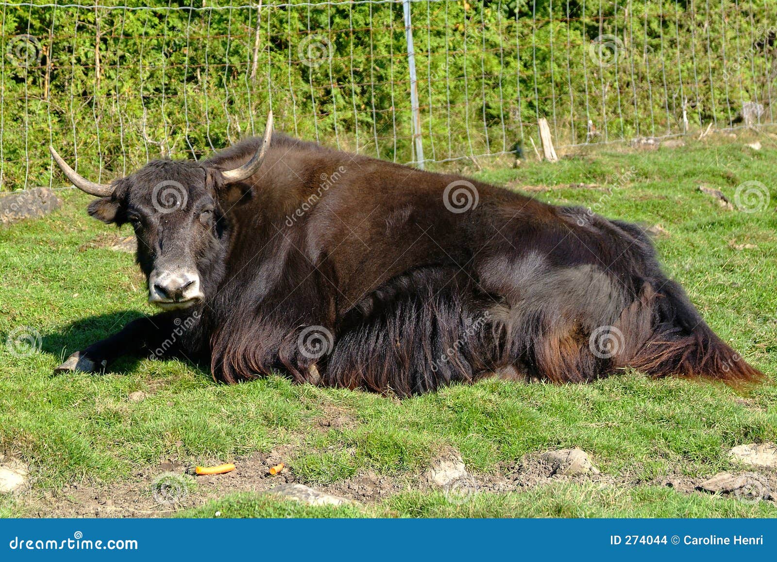 Yak 2 stock photo. Image of animals, wildlife, mammal, horn - 274044