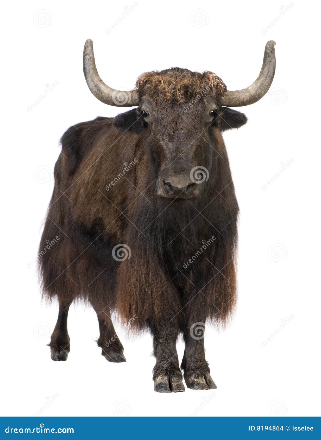 Yak Stock Images - Image: 8194864