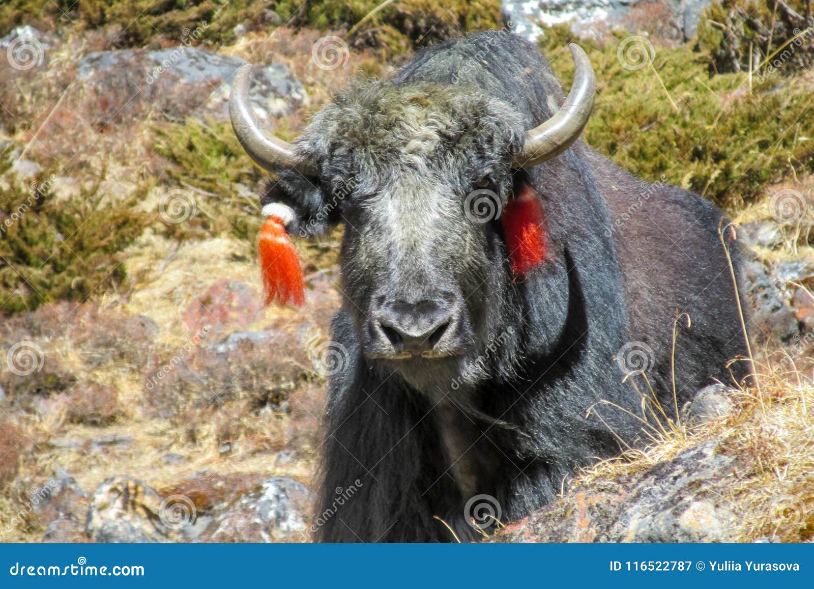 Yak Animal in Himalayas Mountains Stock Image - Image of altitude, everest: 116522787 Yak Animal in Himalayas Mountains Stock Image - Image of altitude, everest: 116522787
