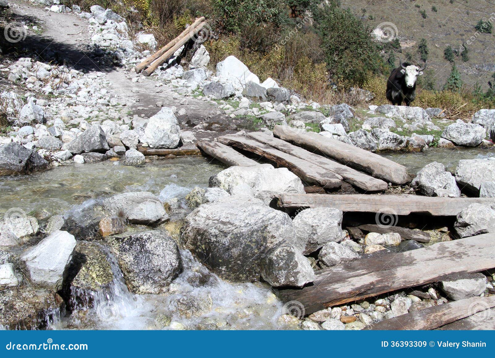 Yak and bridge stock image. Image of water, asia, horned 36393309