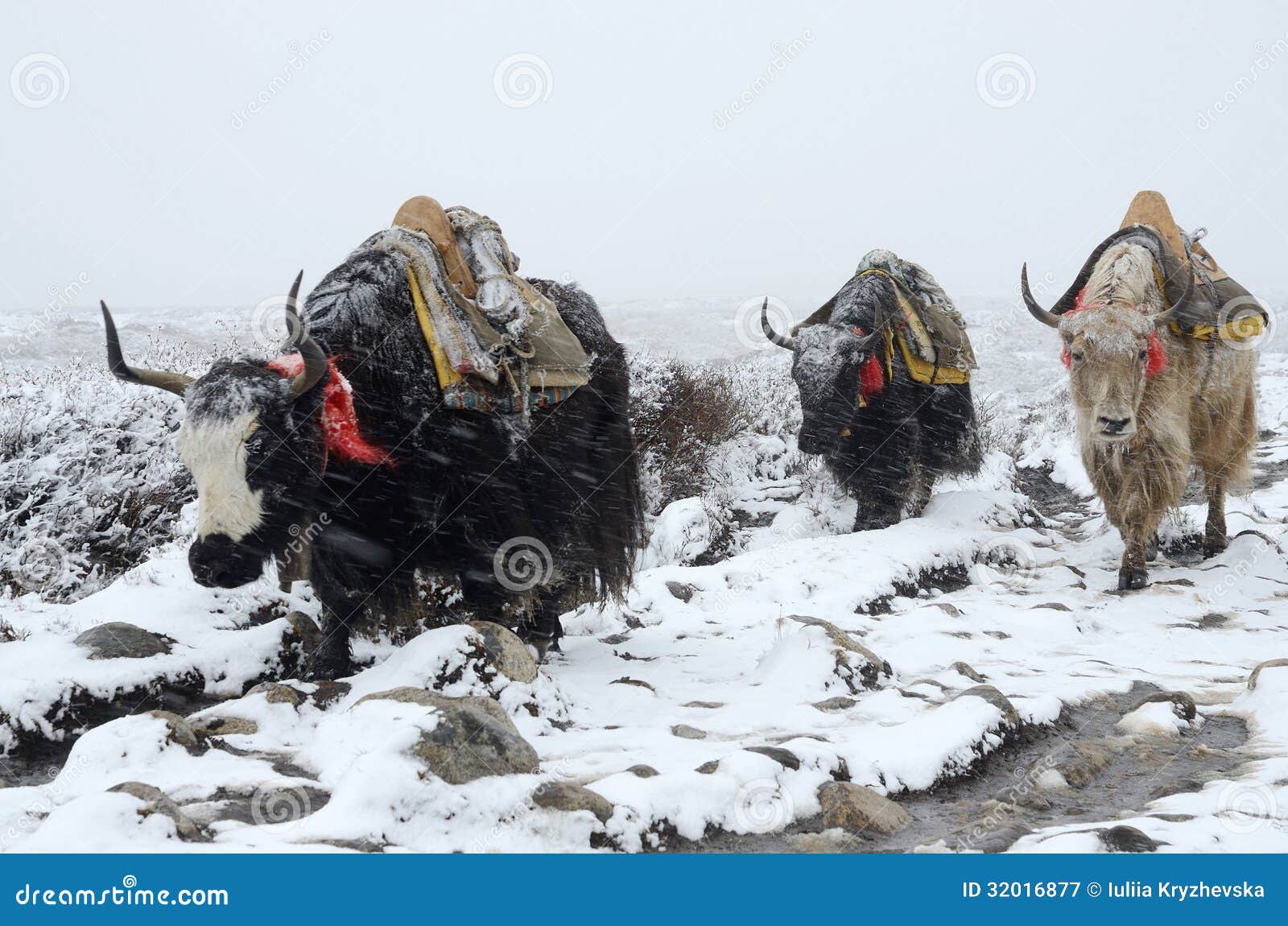 yak caravan going from everest base camp in snowstorm, nepal