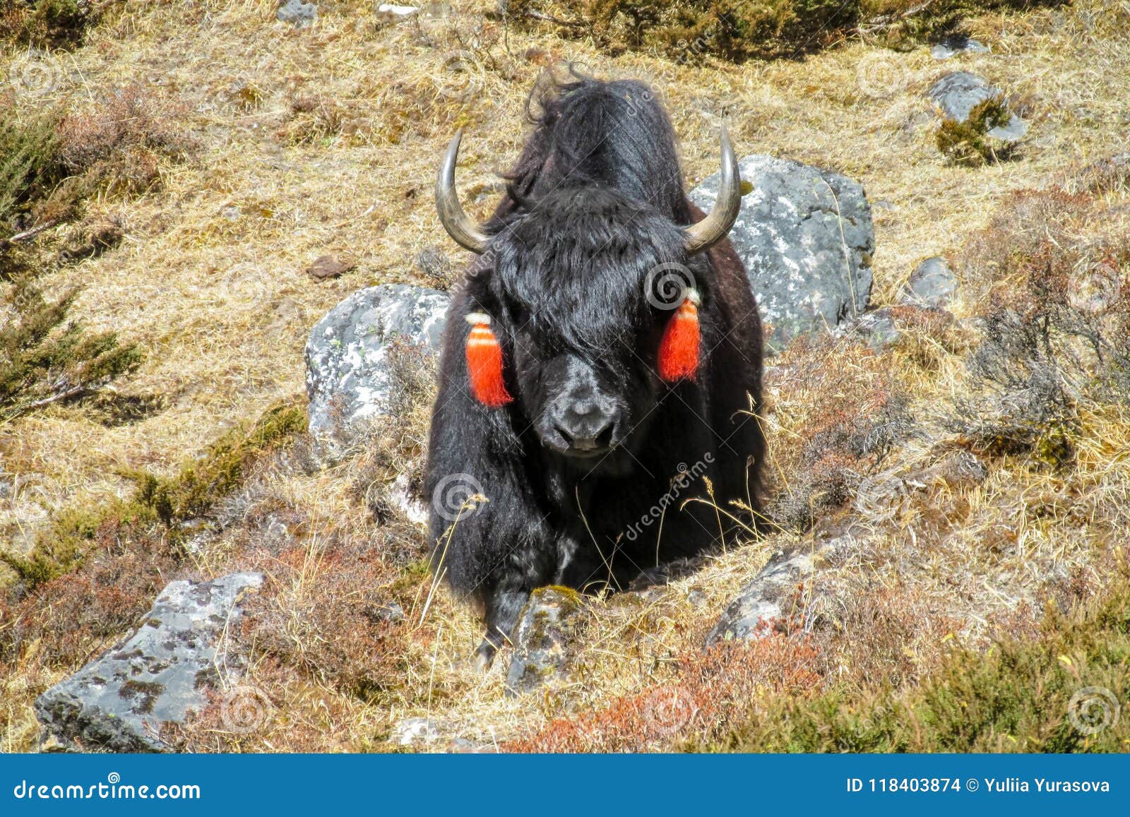 Yak Domestic Animal in Himalaya Village Stock Photo - Image of animal, livestock: 118403874 Yak Domestic Animal in Himalaya Village Stock Photo - Image of animal, livestock: 118403874