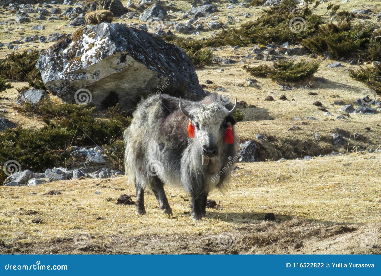 Yak Domestic Animals in Himalayas Mountains Stock Photo - Image of black, himalayas: 116522822 Yak Domestic Animals in Himalayas Mountains Stock Photo - Image of black, himalayas: 116522822