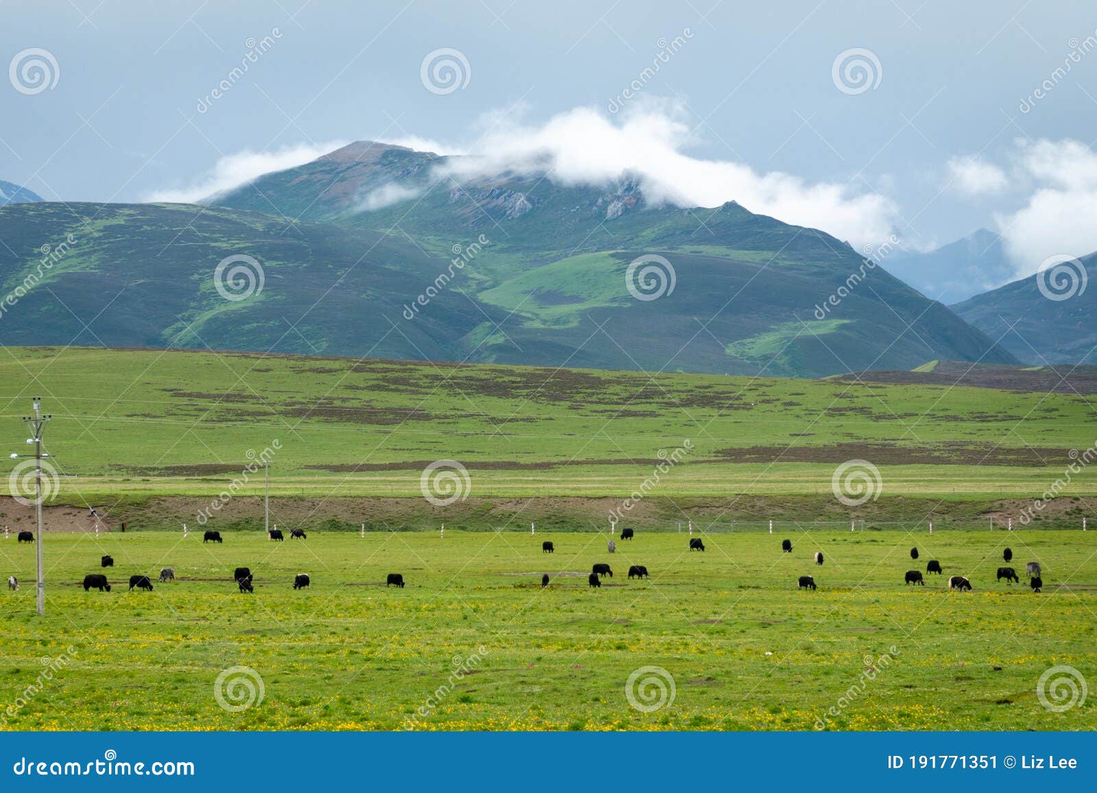 yak grazes on the green pasture at the foot of mountains