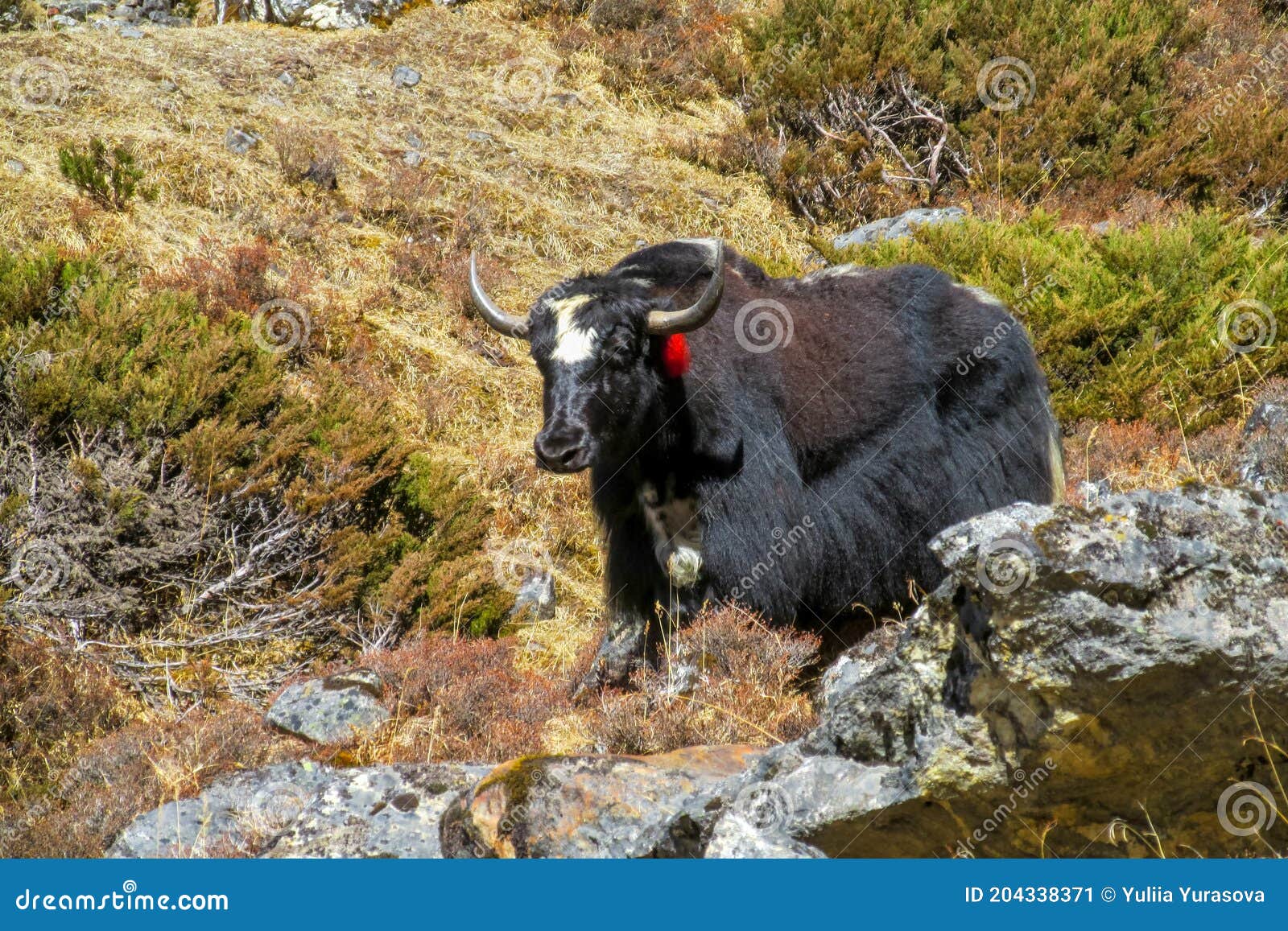 Yak, Grunting Ox in Himalaya Mountains Stock Image - Image of animals,  cargo: 204338371