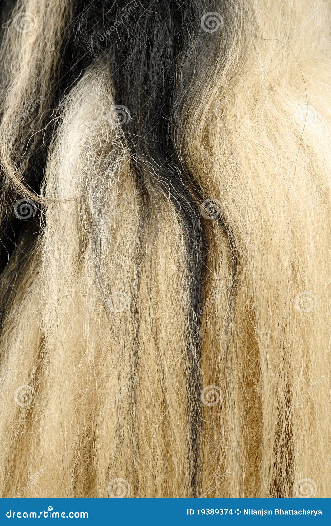 Yak hair texture stock photo. Image of closeup, healthy 19389374