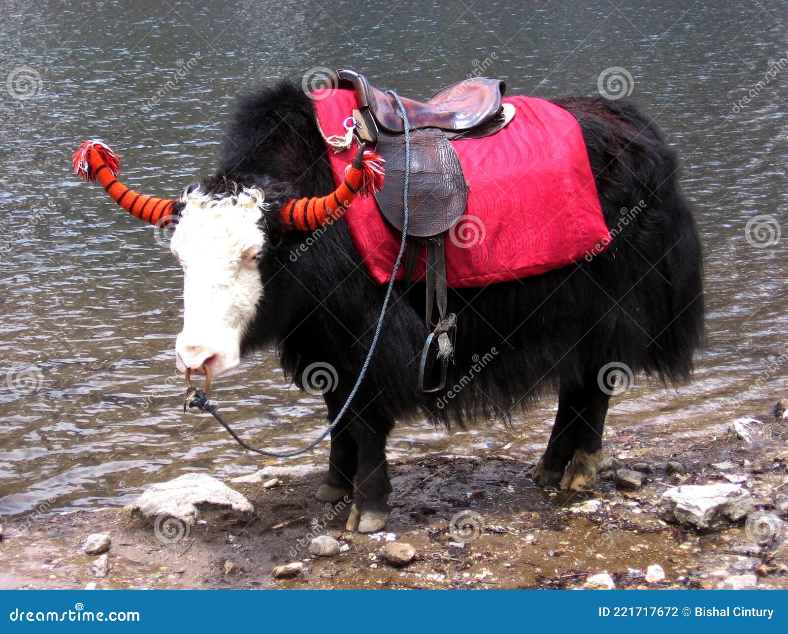 Yak, Important Animal of Sikkim Stock Photo - Image of 12500, milk:  221717672