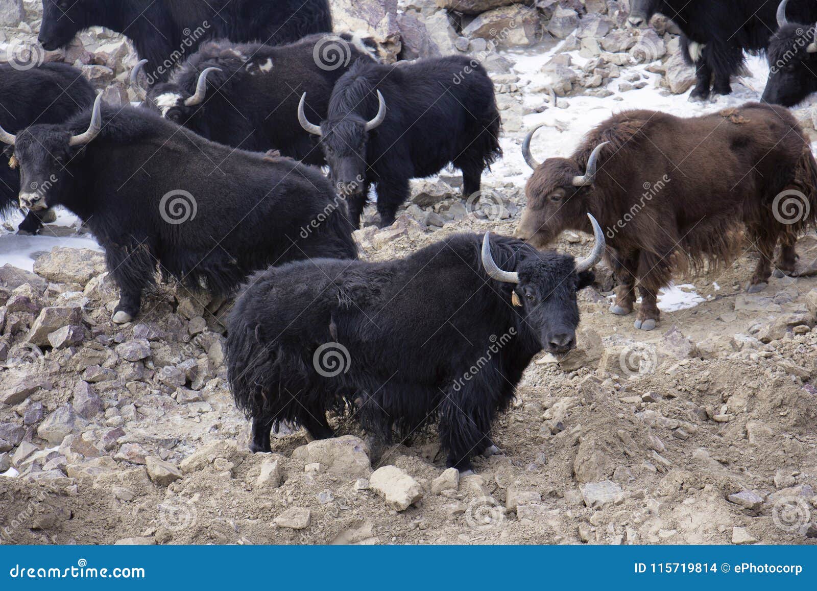 Yak on Indus River, Pangong, Jammu Kashmir Stock Photo - Image of faith, indus: 115719814 Yak on Indus River, Pangong, Jammu Kashmir Stock Photo - Image of faith, indus: 115719814