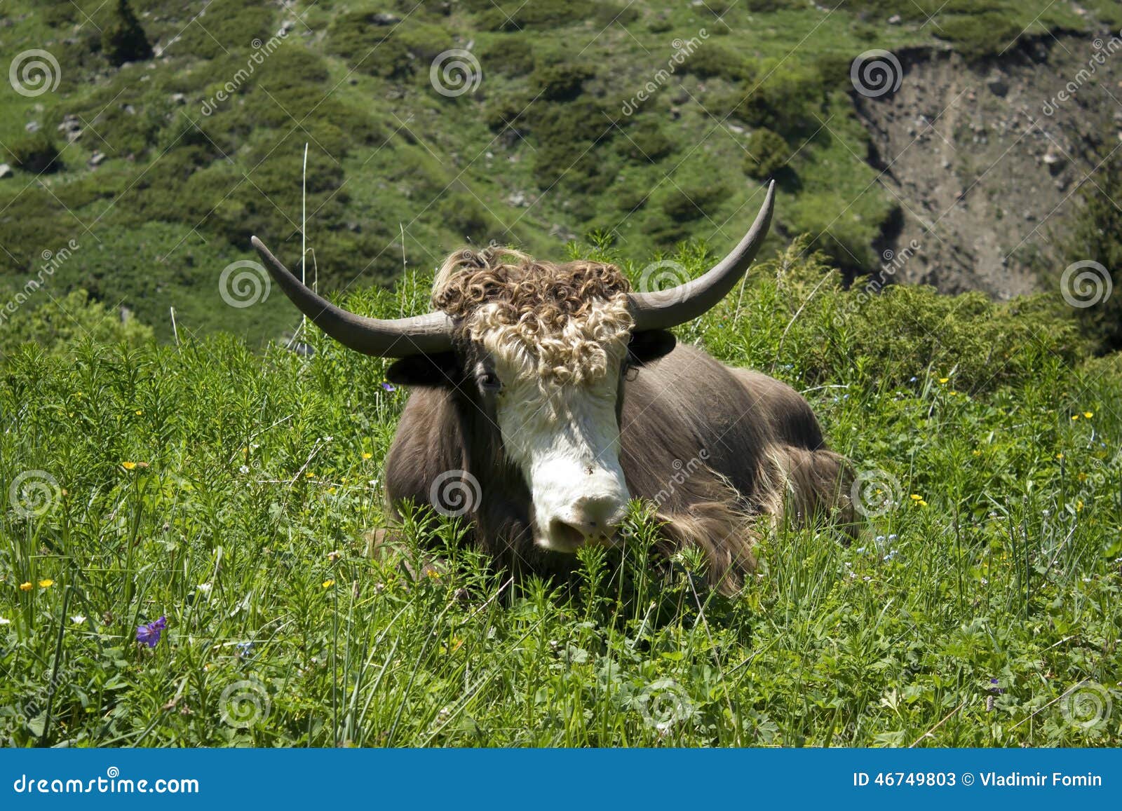 This Yak Lives in the Mountains Stock Image Image of animal, lake