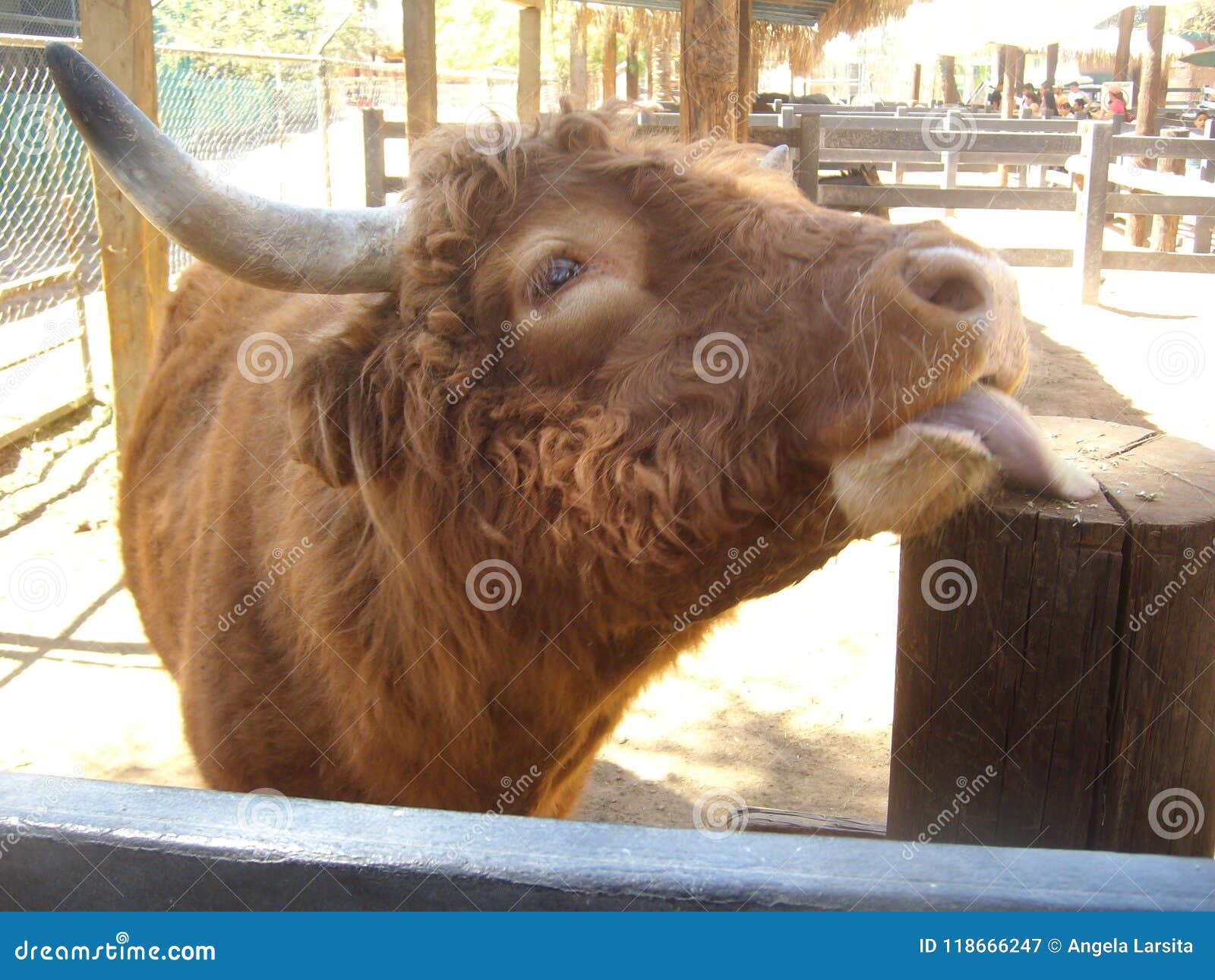 yak in mexicali beautiful animal