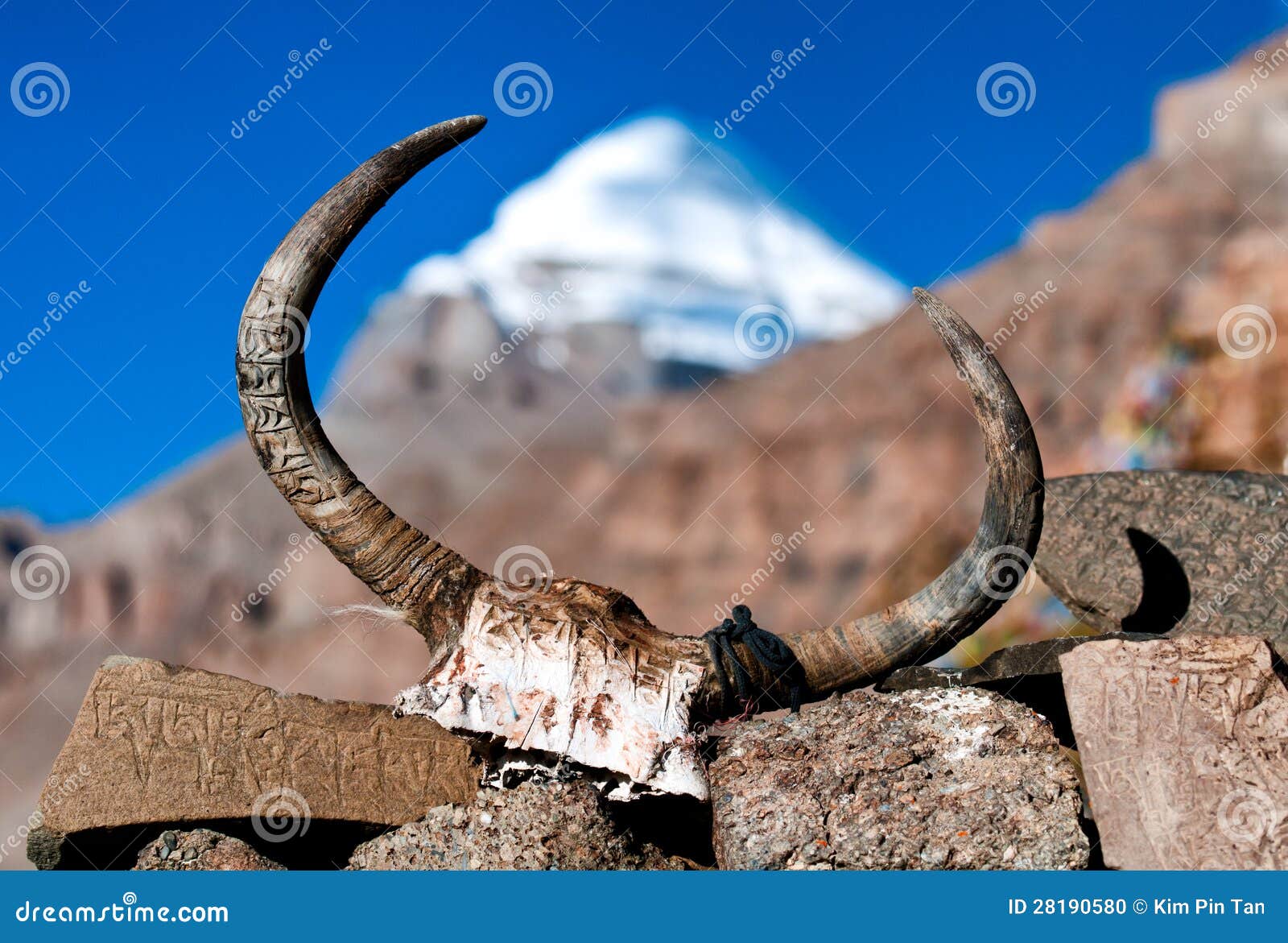 Yak s skull stock photo. Image of himalaya, holy, cold - 28190580