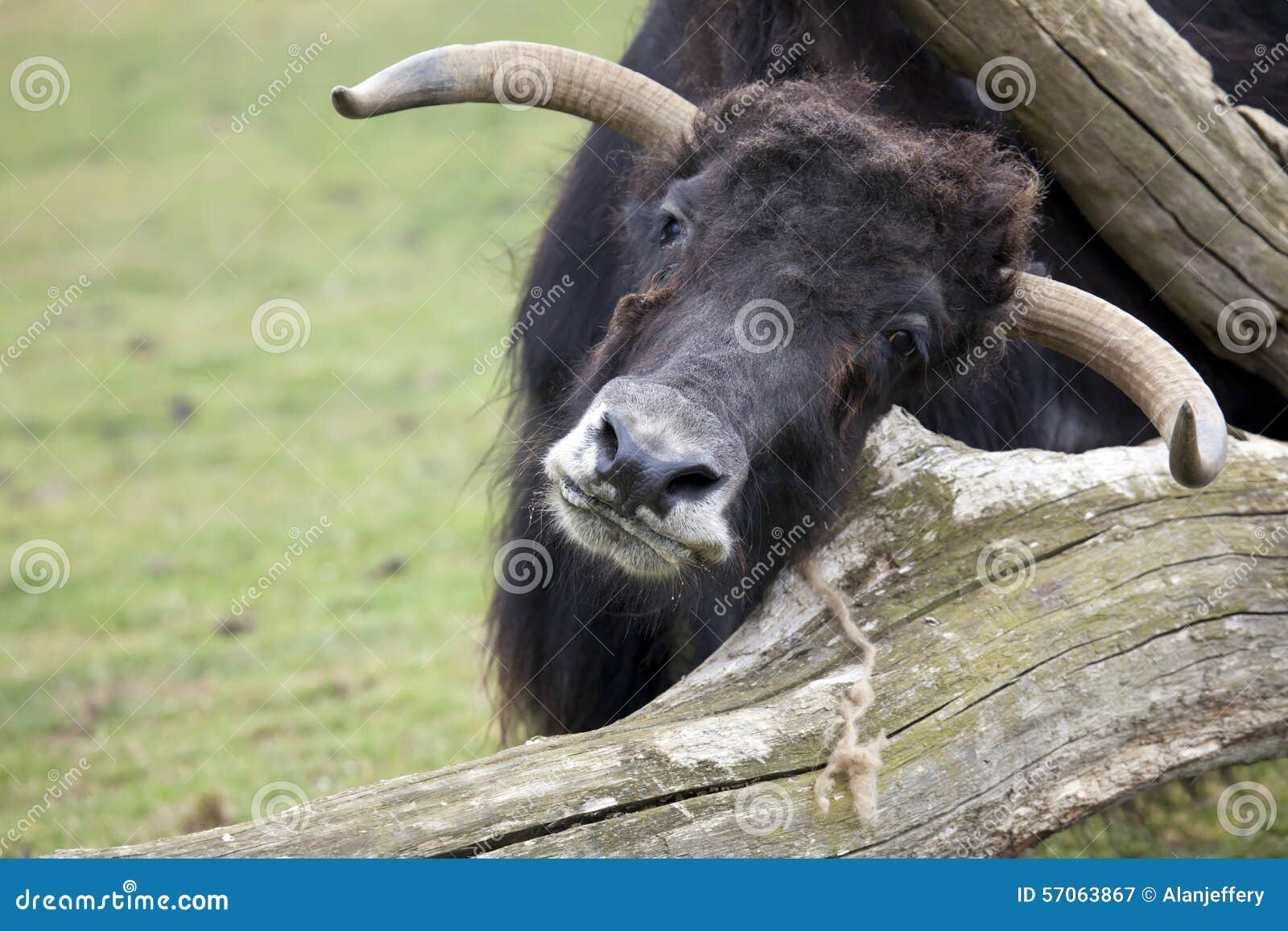 Yak stock image. Image of mammal, wildlife, herbivore 57063867