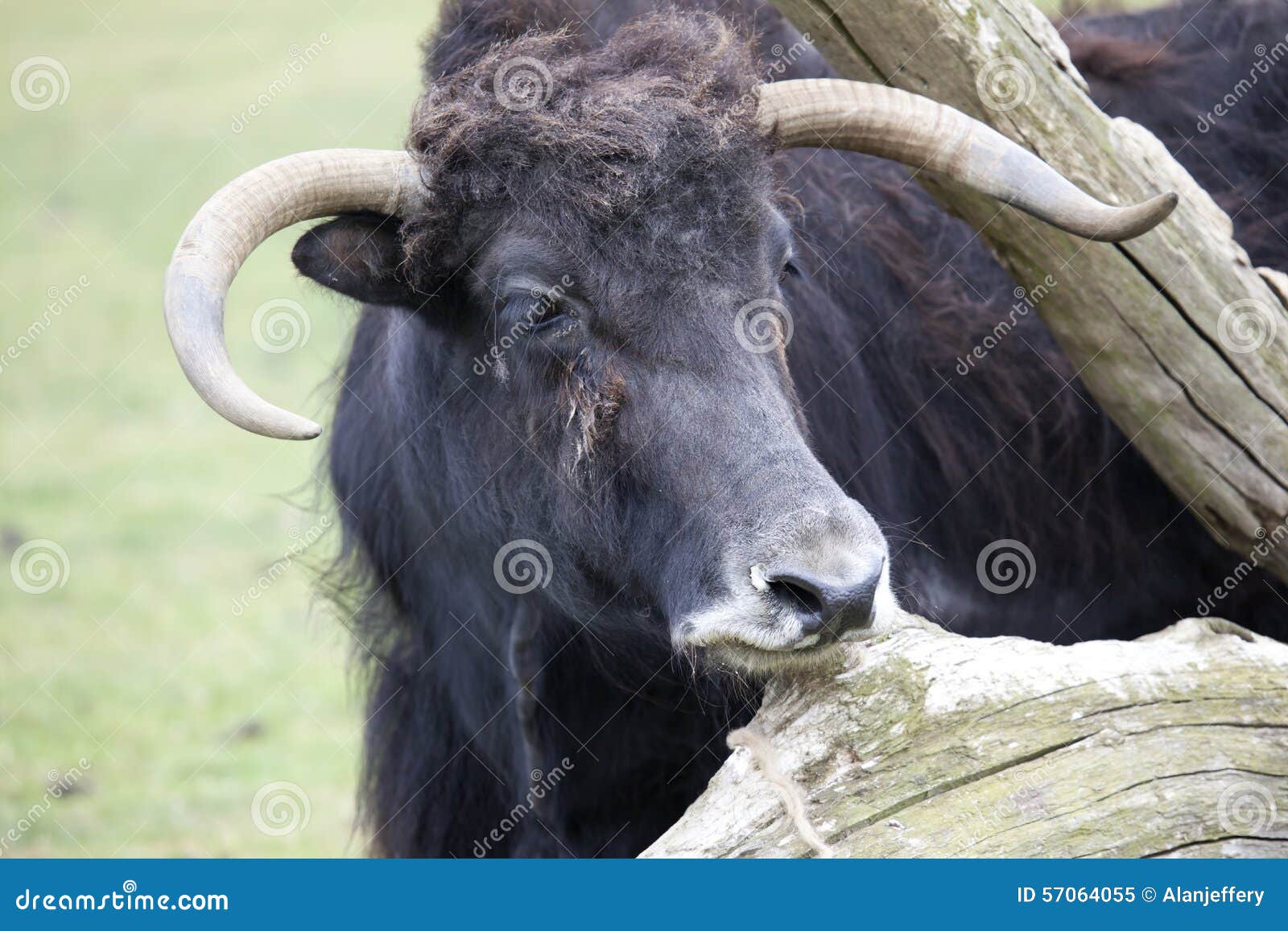 Yak stock image. Image of grunniens, quadruped, herbivore 57064055