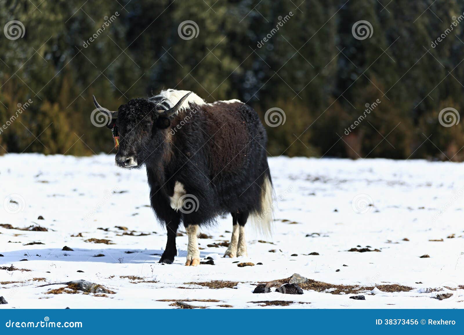 yak in the snowfields