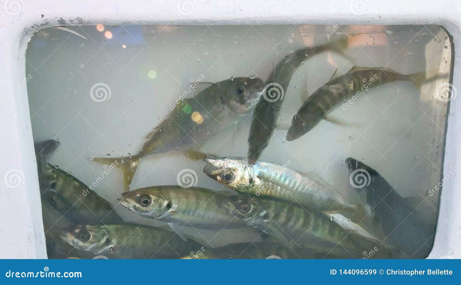 Yakkas for Live Bait in a Boat`s Livewell Stock Image - Image of wildlife,  aquatic: 144096599