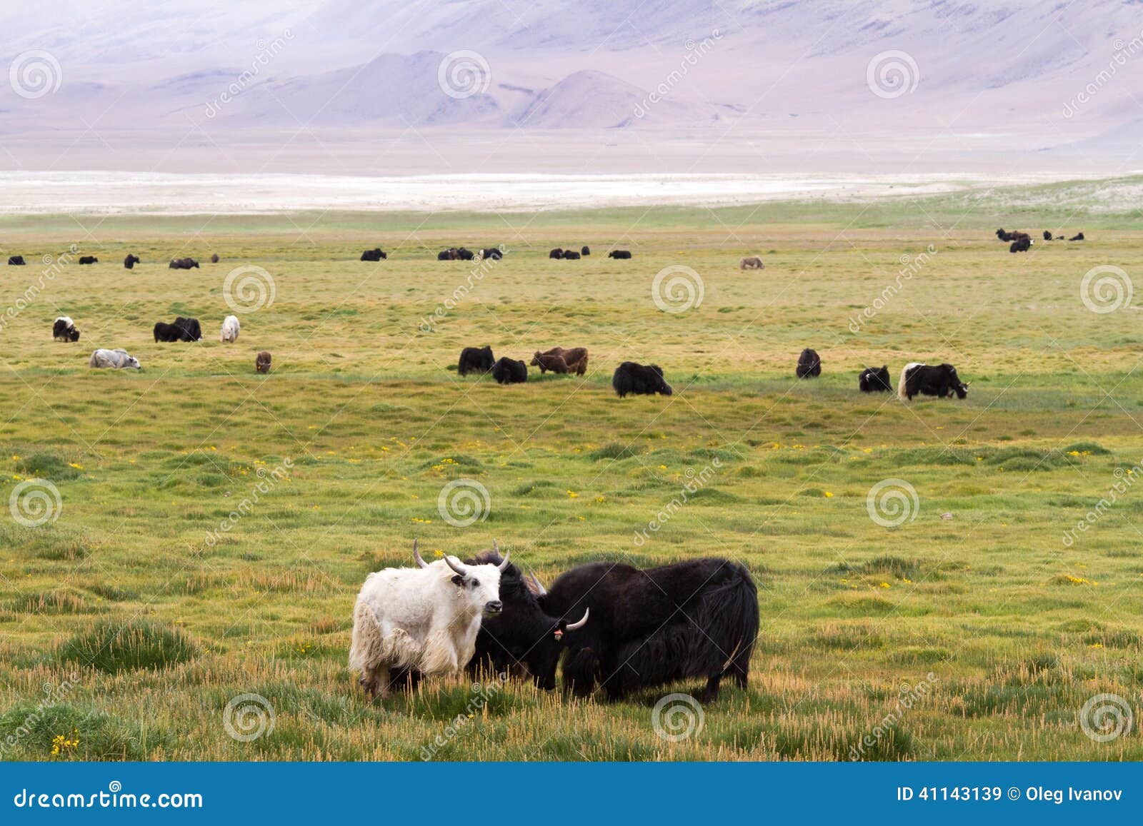 Yaks herd on the meadow against the Himalayas mountain (Ladakh, India)