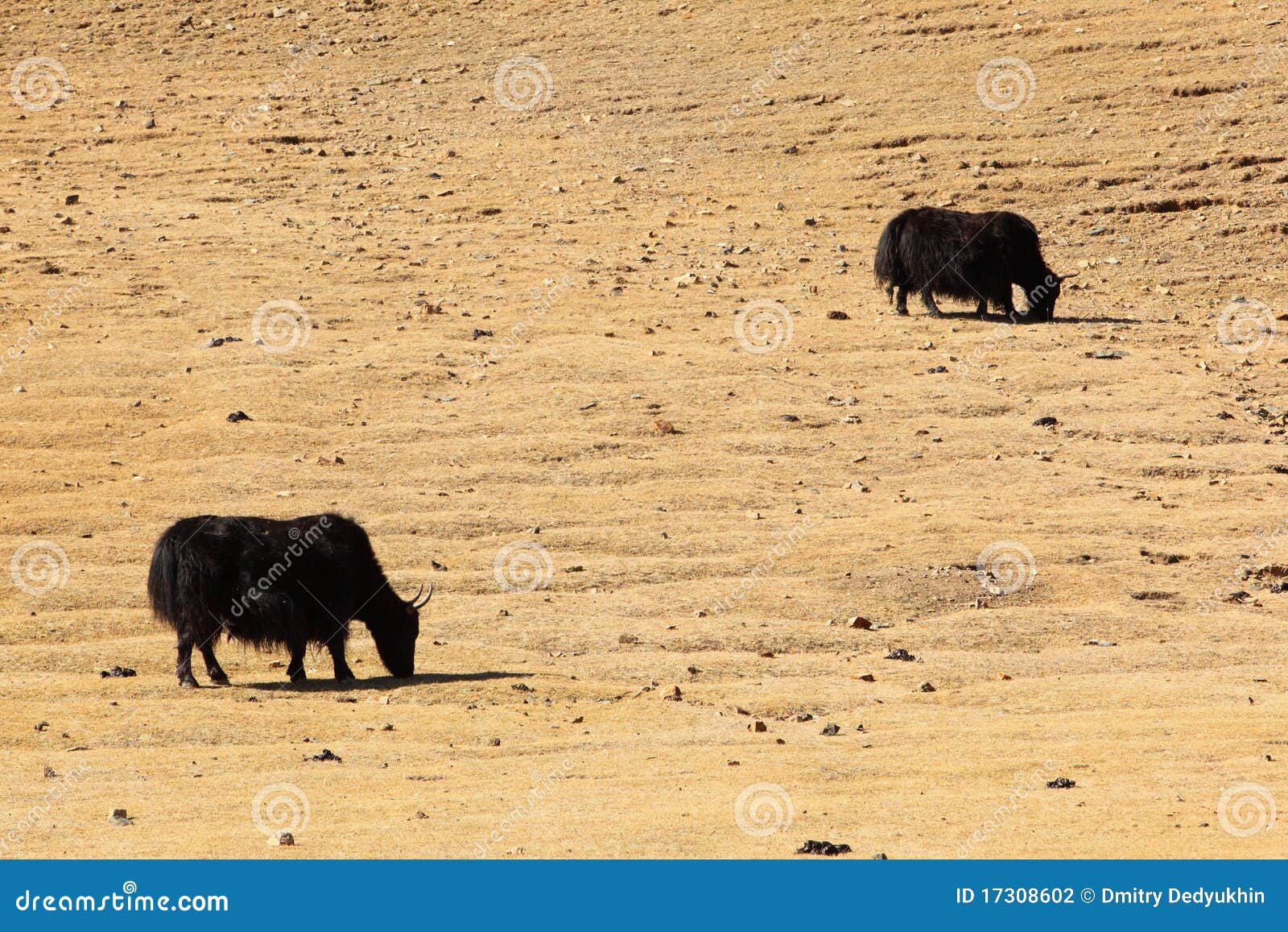 Yaks in Mongolia stock photo Image of bovid yaks rocks 17308602 Yaks in Mongolia stock photo Image of bovid yaks rocks 17308602