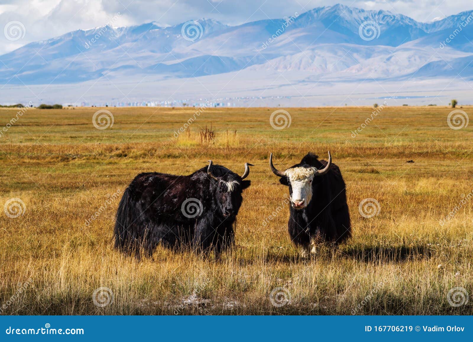 yaks on a pasture in the autumn steppe