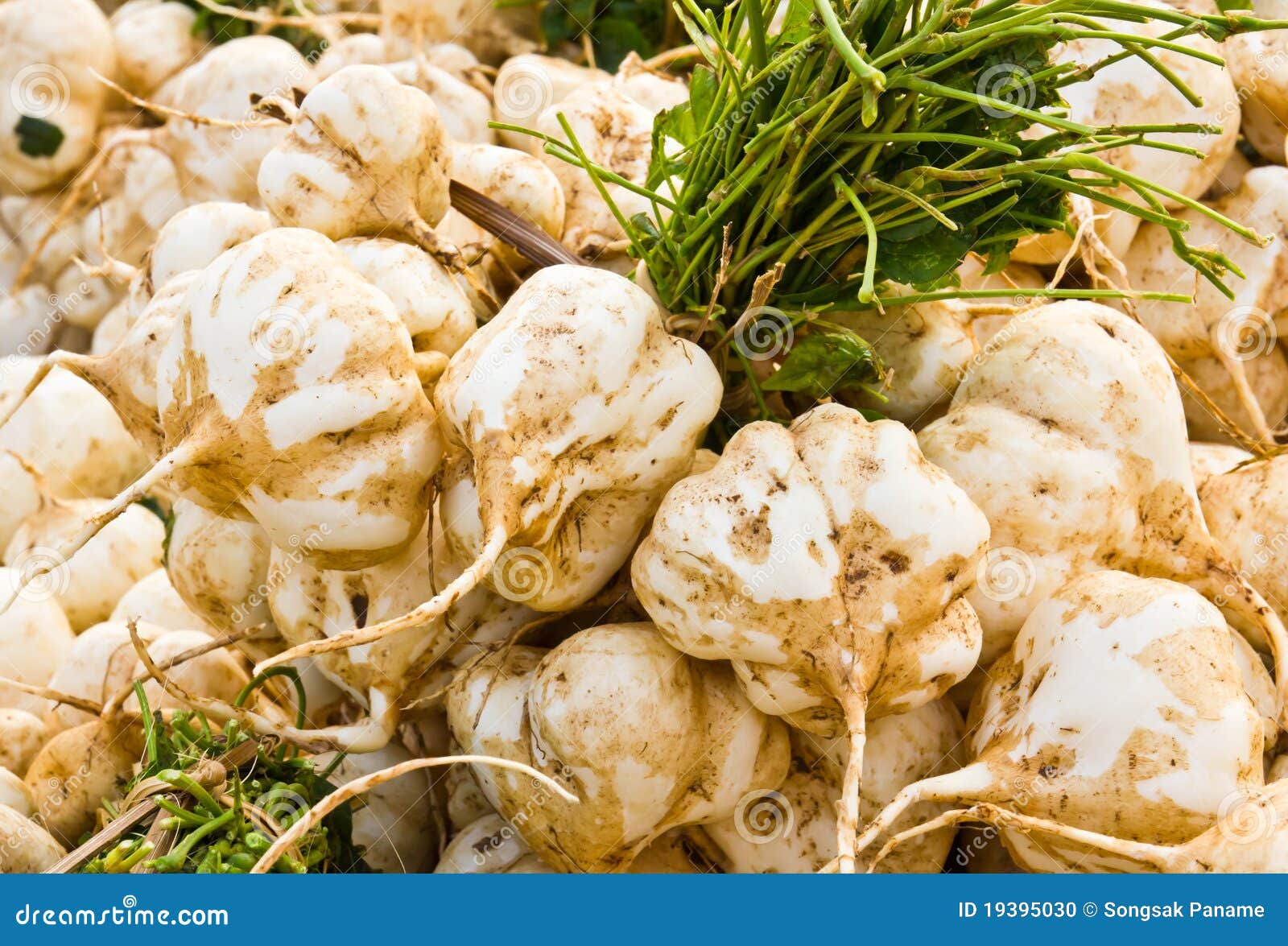 Yam bean stock photo. Image of brown, health, fresh, fruit 19395030