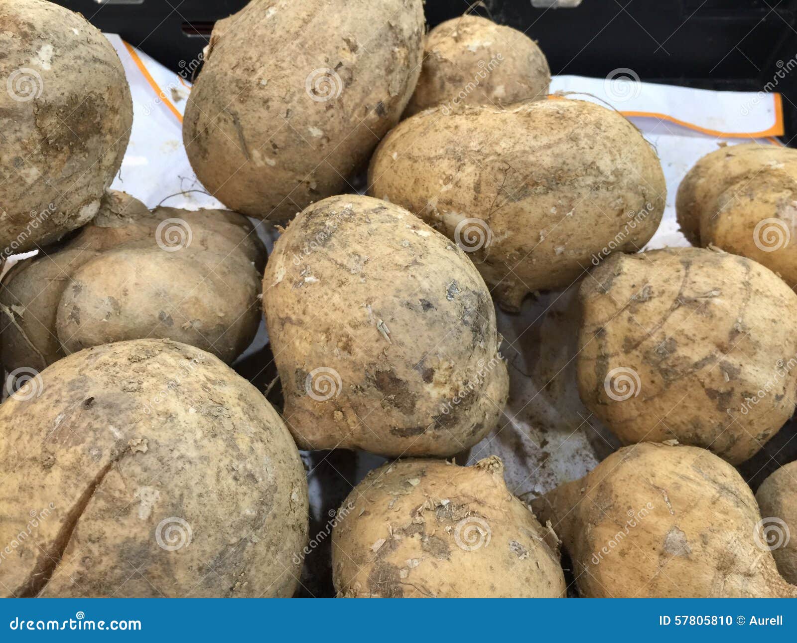 Yam bean stock photo. Image of vine, vegetables, tropical 57805810