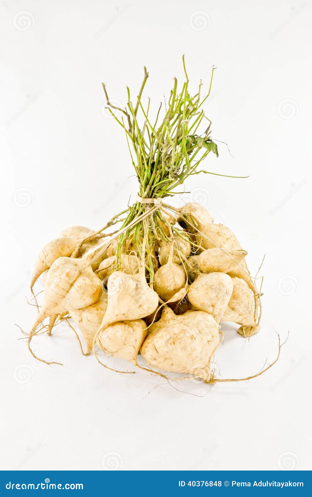 Yam bean stock photo. Image of vegetable, isolated, single 40376848