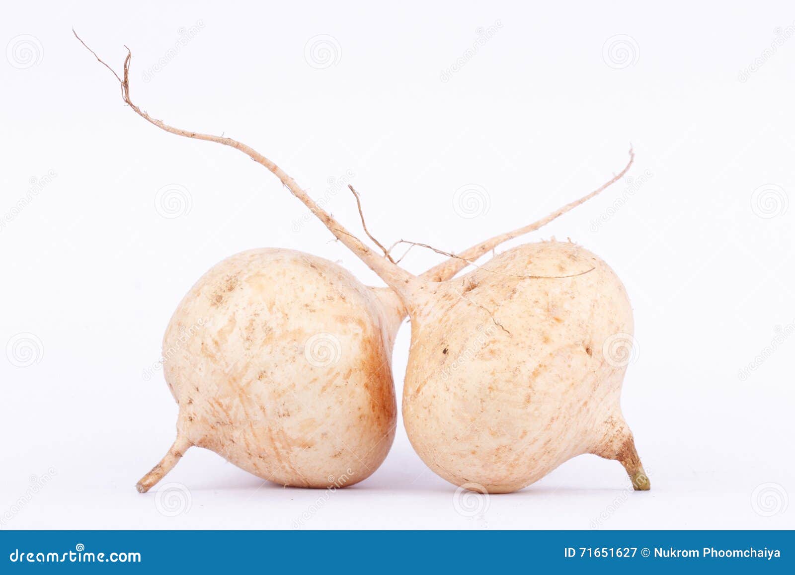 Yam Bean ( Jicama ) is Bulbous Root Vegetable Fruit on the White