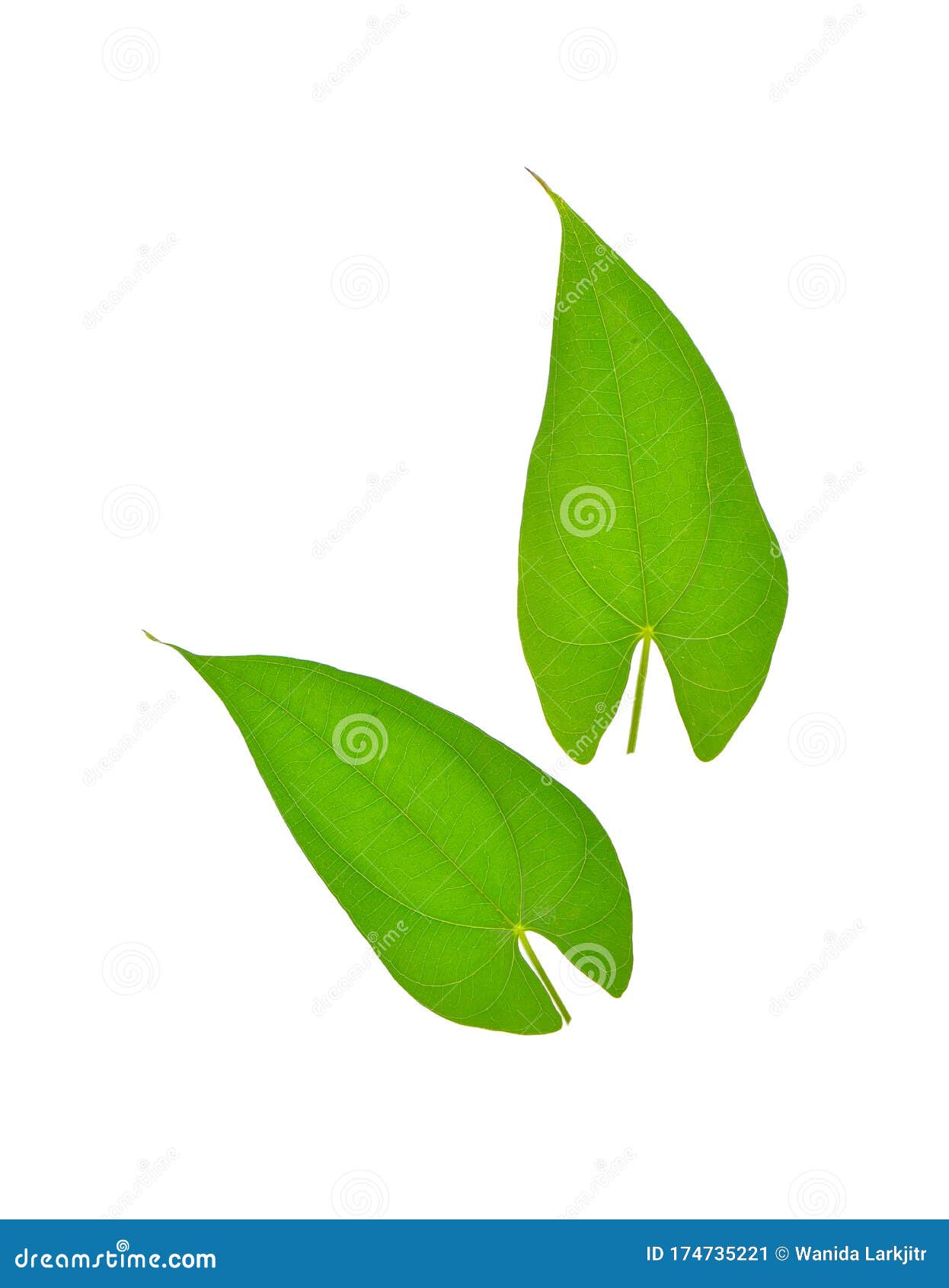 Yam Leaf on White Background Stock Image Image of sweet, healthy