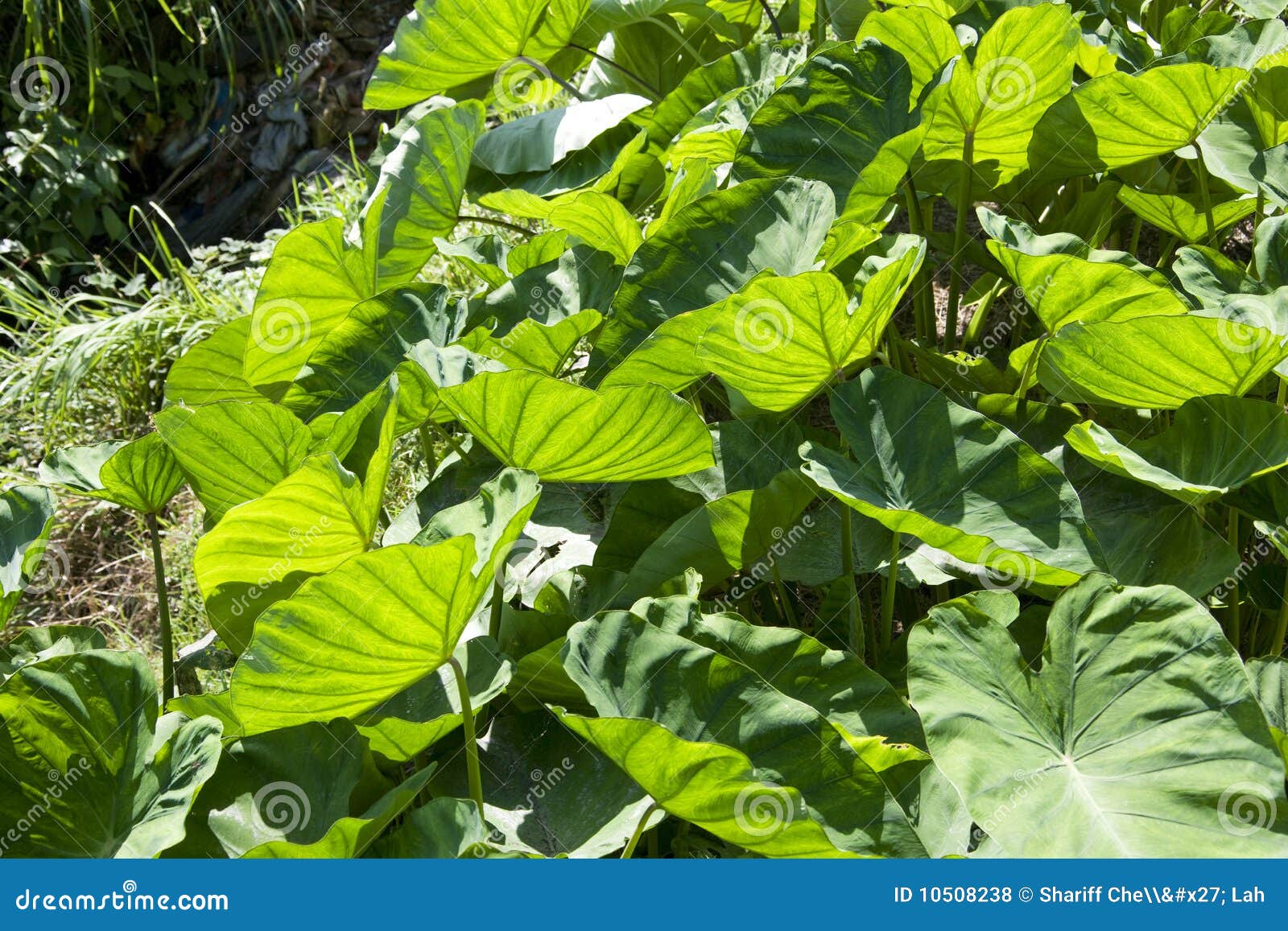 Yam Leaves stock photo. Image of china, food, leaves 10508238