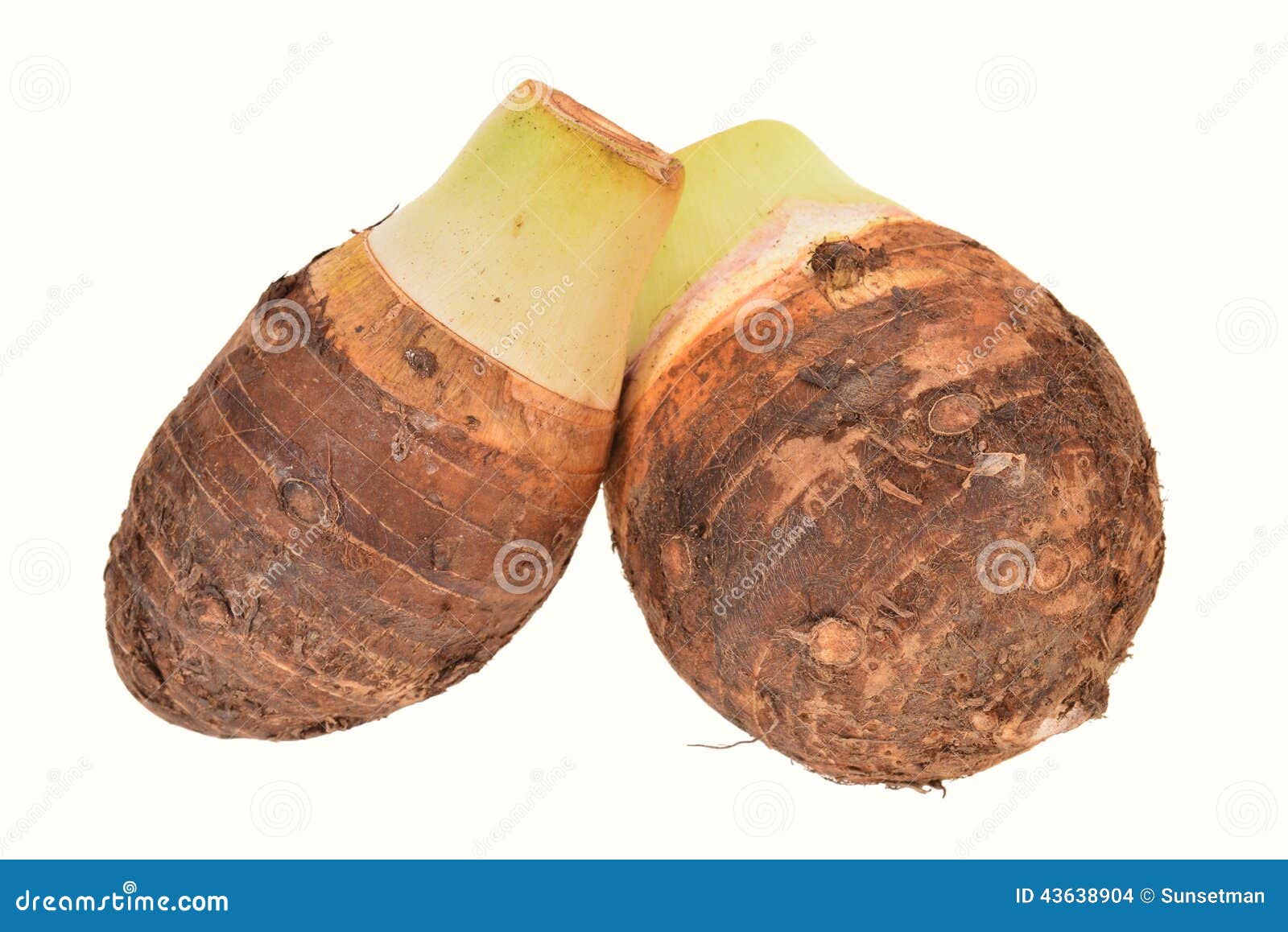 Yam Roots arkivfoto. Bild av natur, stängning, tropiskt 43638904