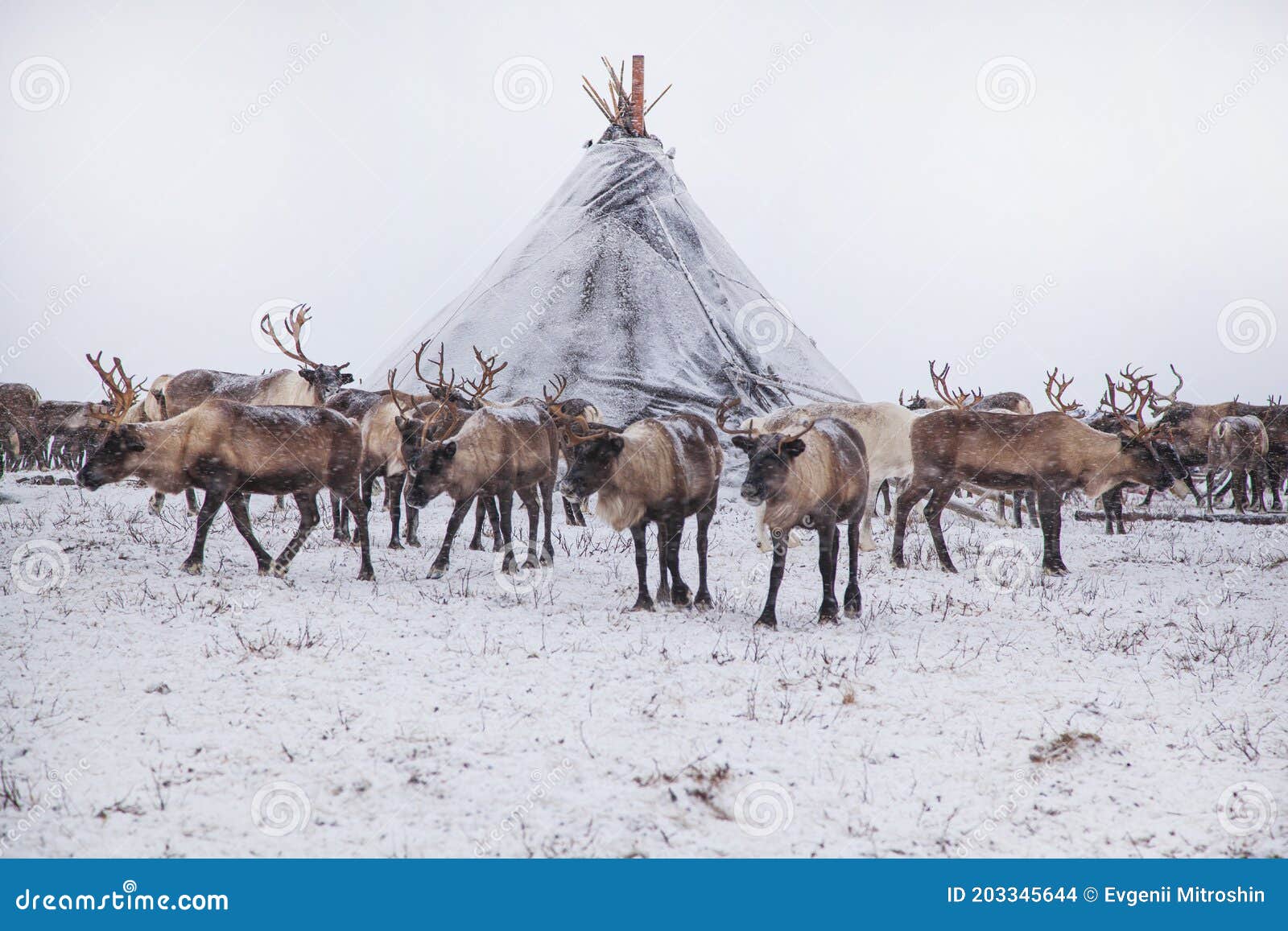 yamal peninsula  siberia. a herd of reindeer in winter  reindeers migrate for a best grazing in the tundra nearby of polar circle