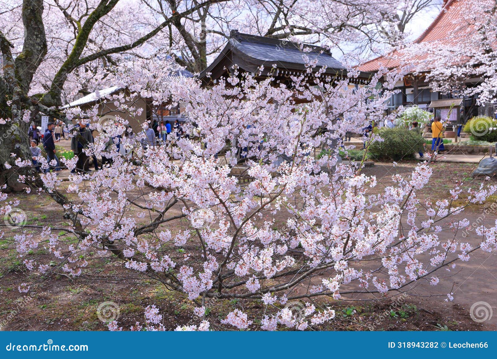yamataka jindai zakura, japan's largest and oldest cherry tree at mukawacho yamataka,