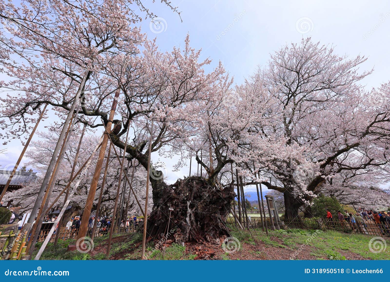 yamataka jindai zakura, japan's largest and oldest cherry tree at mukawacho yamataka,