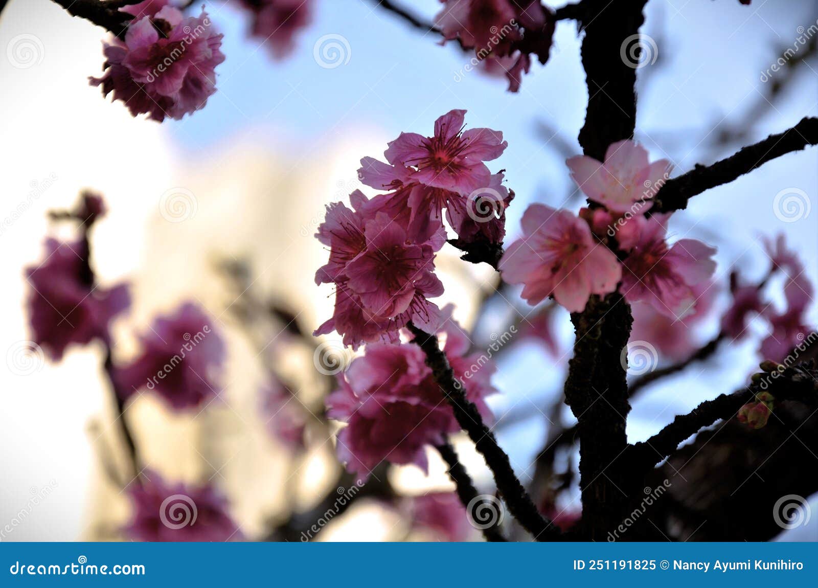 yamazakura cherry blossom in the late afternoon