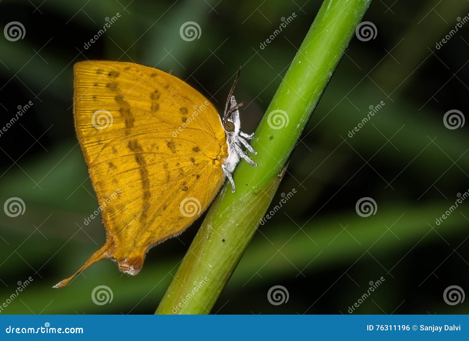 yamfly butterfly