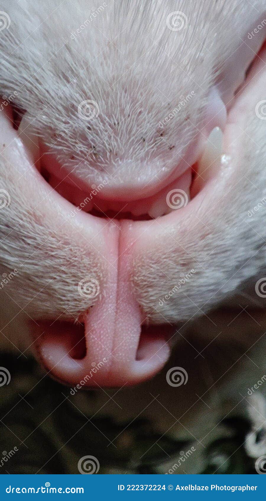 yammy cat mouth with white glazing teeth
