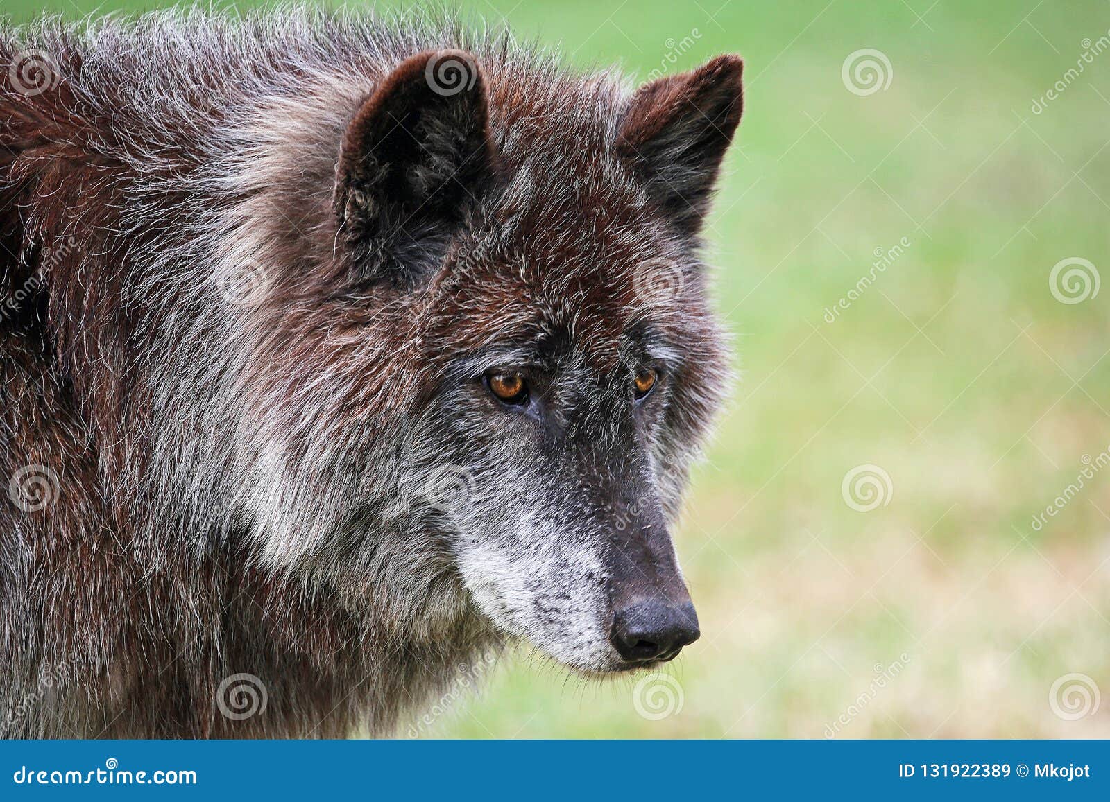 Black Wolfdog Portrait Stock Image Image Of Wolf Tourism 131922389