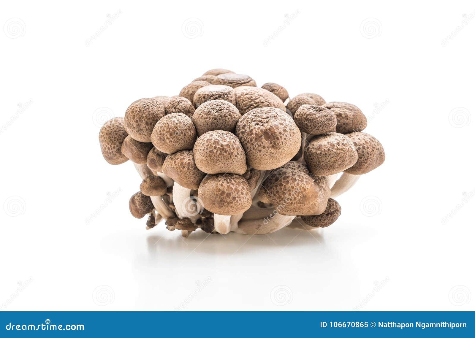 yanagi mutsutake (japanese mushroom)