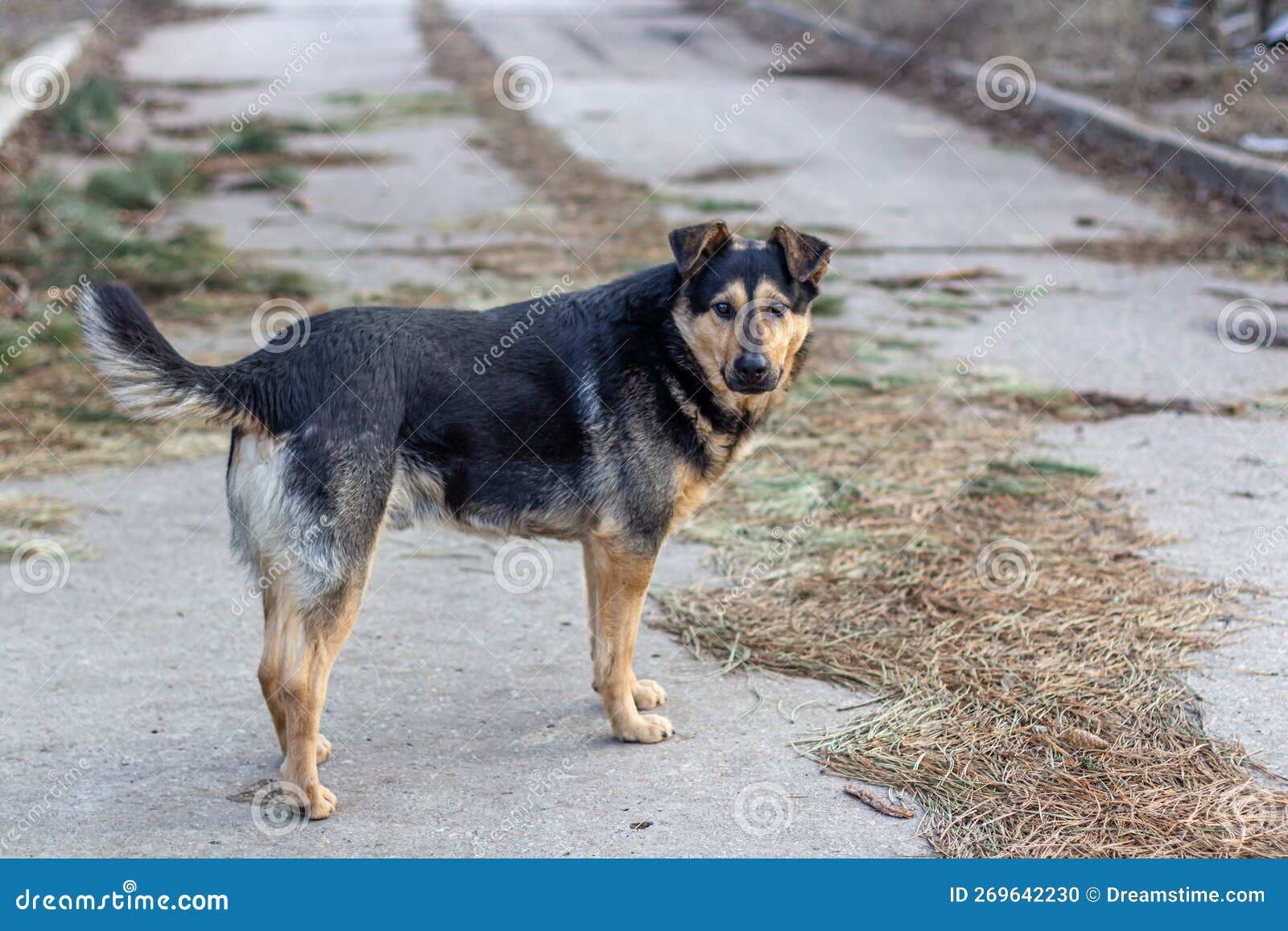 Yard Big Dog Closeup. Beautiful Yard Dog Stock Photo Image of animal, beautiful 269642230