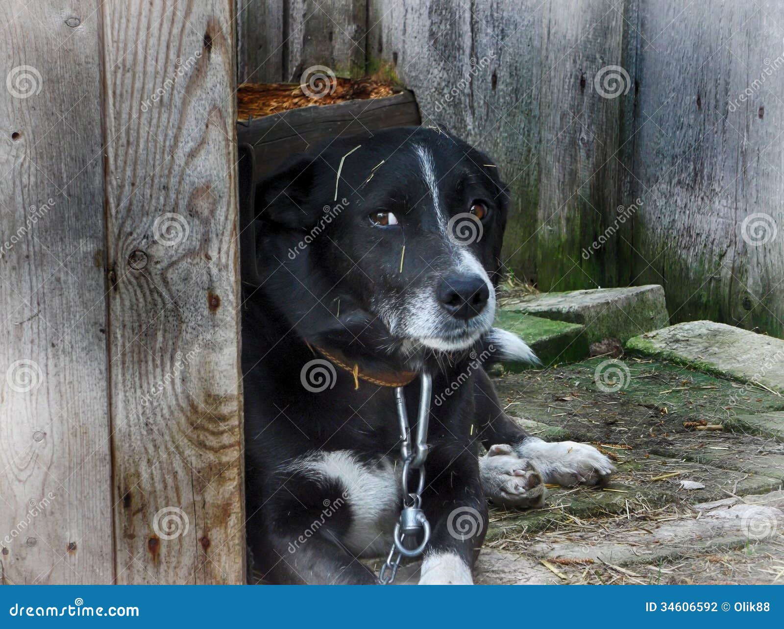 Yard dog stock photo. Image of outside, thinking, grief 34606592