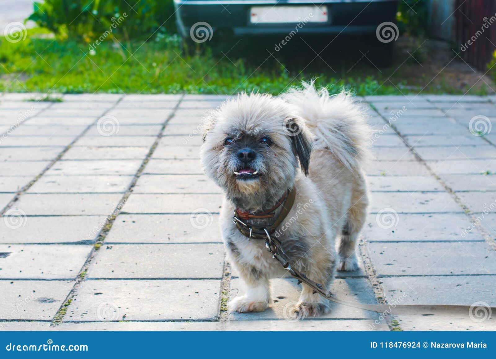 Yard Dog Guarding the House Stock Photo Image of looking, guard