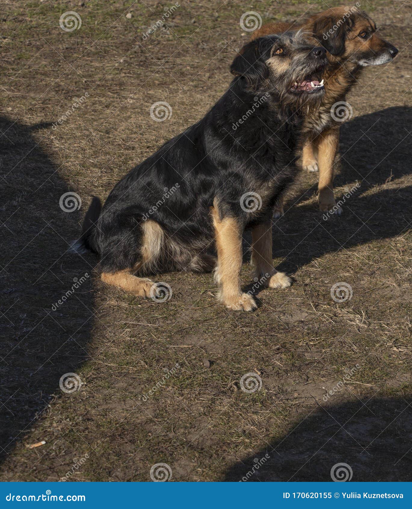 Yard Dogs in the Wild. Hungry Dogs Looking for Food Stock Image - Image of beautiful, animal: 170620155 Yard Dogs in the Wild. Hungry Dogs Looking for Food Stock Image - Image of beautiful, animal: 170620155