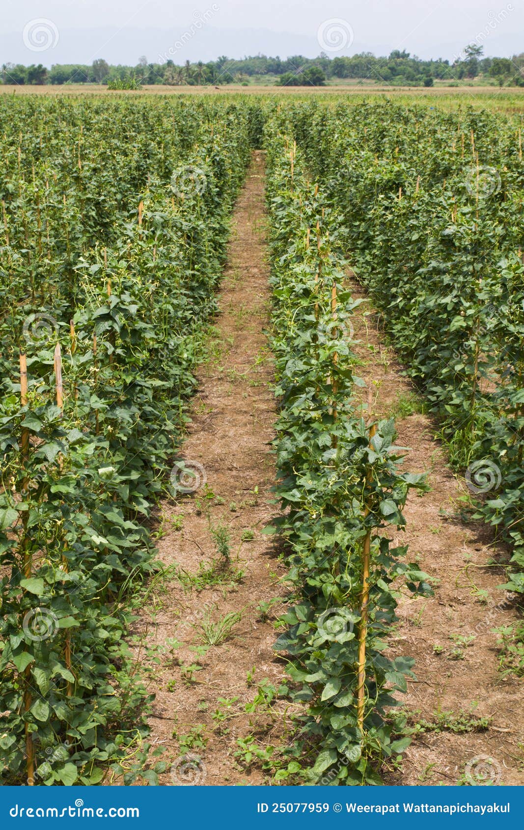 Yard long bean farm stock image. Image of crop, cowpea 25077959