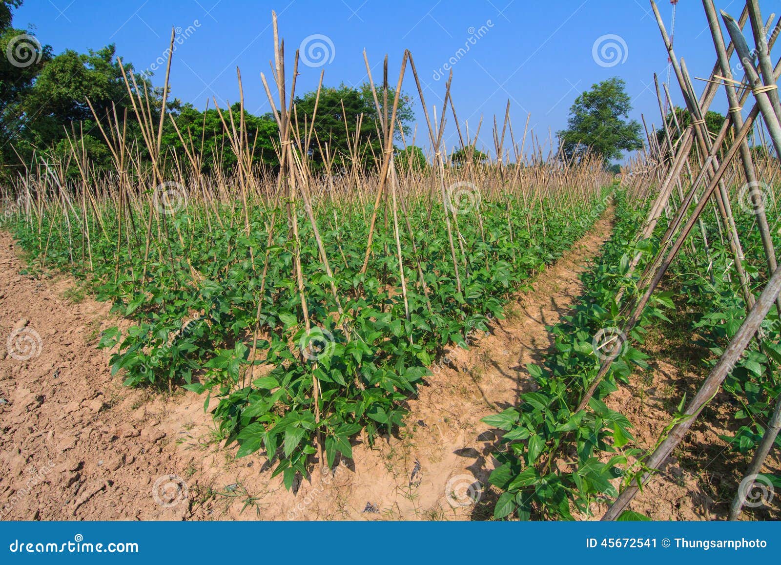 Yard Long Bean Farm Stock Photo Image 45672541