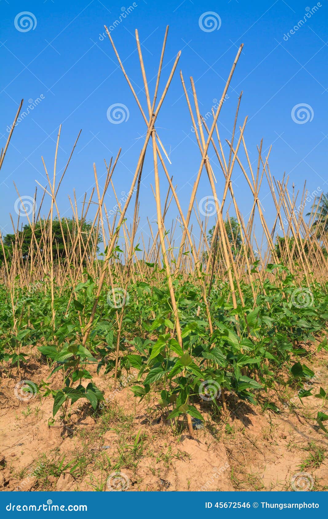 Yard long bean farm stock photo. Image of fresh, bean 45672546